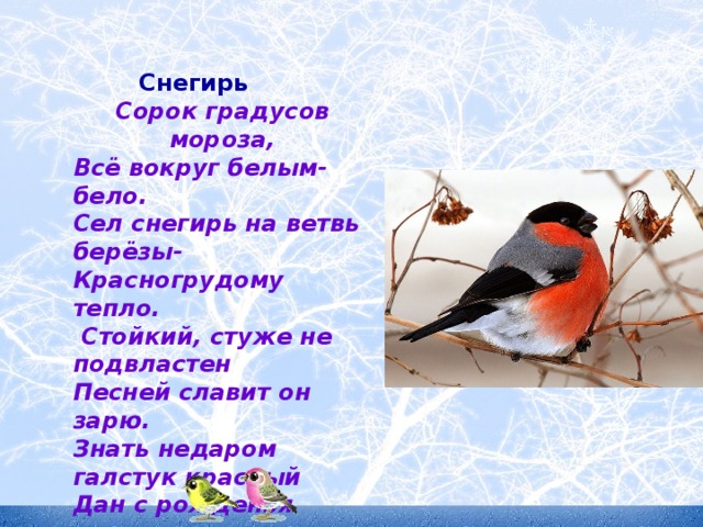 Снегирь  Сорок градусов мороза, Всё вокруг белым-бело. Сел снегирь на ветвь берёзы- Красногрудому тепло.  Стойкий, стуже не подвластен Песней славит он зарю. Знать недаром галстук красный Дан с рожденья снегирю.  