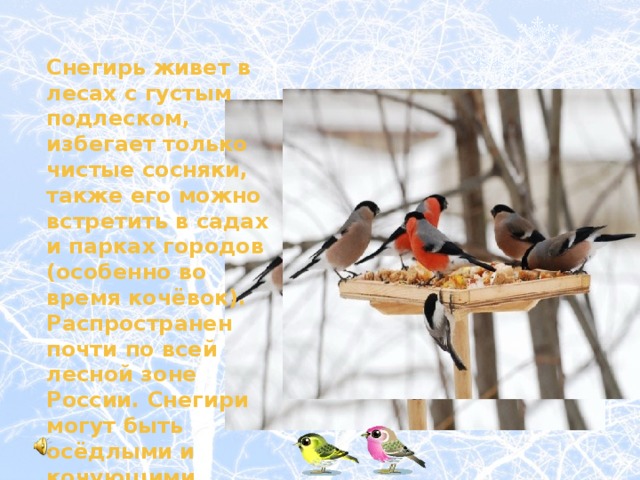 Снегирь живет в  лесах с густым подлеском, избегает только чистые сосняки, также его можно встретить в садах и парках городов (особенно во время кочёвок). Распространен почти по всей лесной зоне России. Снегири могут быть осёдлыми и кочующими. 