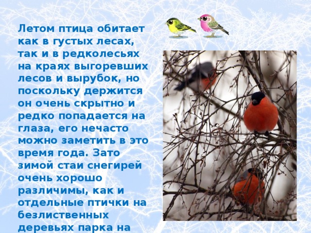  Летом птица обитает как в густых лесах, так и в редколесьях на краях выгоревших лесов и вырубок, но поскольку держится он очень скрытно и редко попадается на глаза, его нечасто можно заметить в это время года. Зато зимой стаи снегирей очень хорошо различимы, как и отдельные птички на безлиственных деревьях парка на белоснежном фоне. 