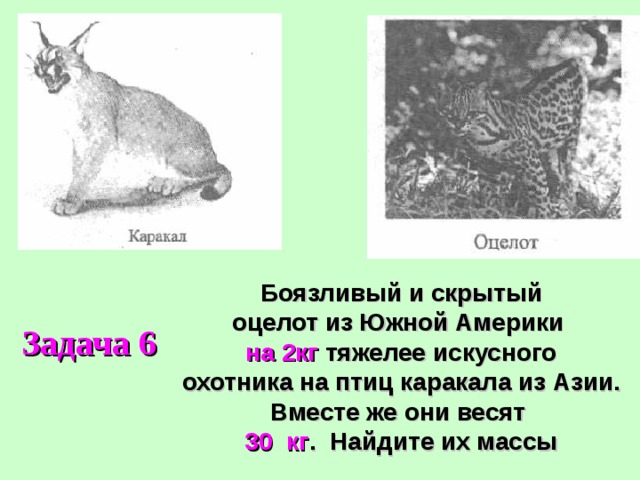 Боязливый и скрытый оцелот из Южной Америки на 2кг тяжелее искусного охотника на птиц каракала из Азии. Вместе же они весят 30 кг . Найдите их массы Задача 6 