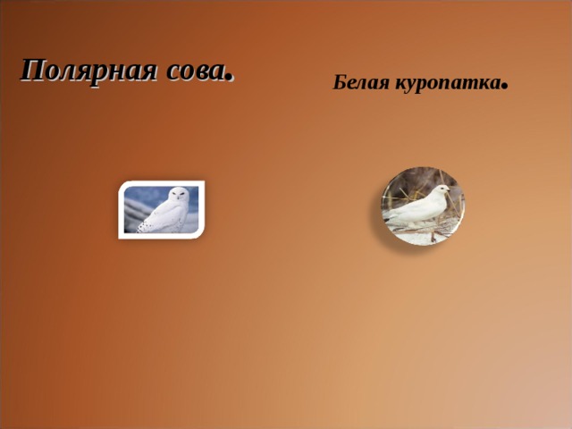 Полярная сова . Белая куропатка .  