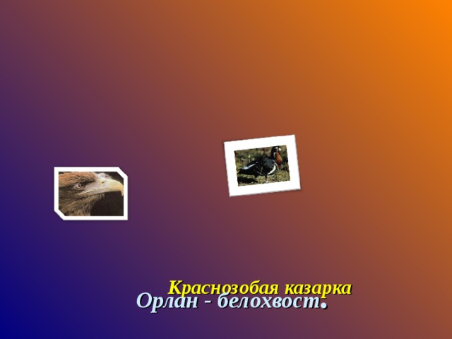 Краснозобая казарка Орлан - белохвост . 