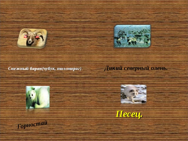 Горностай  Дикий северный олень. Снежный баран(чубук, толсторог) Песец. 