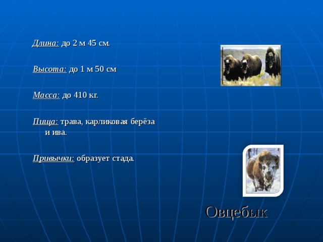 Длина: до 2 м 45 см. Высота: до 1 м 50 см Масса: до 410 кг. Пища: трава, карликовая берёза и ива. Привычки: образует стада. Овцебык 