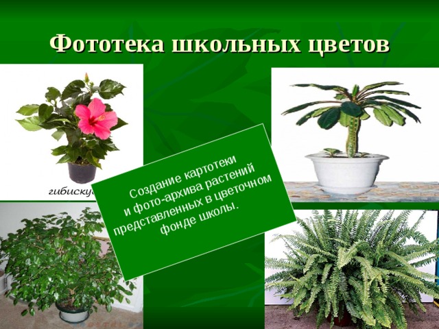 Создание картотеки и фото-архива растений представленных в цветочном фонде школы. 