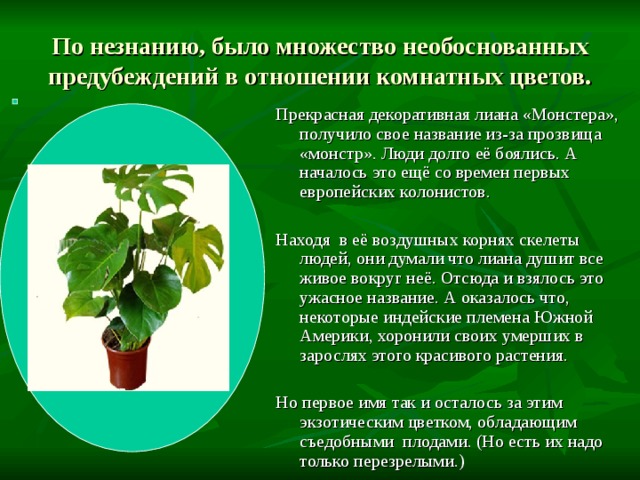 По незнанию, было множество необоснованных предубеждений в отношении комнатных цветов. Прекрасная декоративная лиана «Монстера», получило свое название из-за прозвища «монстр». Люди долго её боялись. А началось это ещё со времен первых европейских колонистов. Находя в её воздушных корнях скелеты людей, они думали что лиана душит все живое вокруг неё. Отсюда и взялось это ужасное название. А оказалось что, некоторые индейские племена Южной Америки, хоронили своих умерших в зарослях этого красивого растения. Но первое имя так и осталось за этим экзотическим цветком, обладающим съедобными плодами. (Но есть их надо только перезрелыми.) 