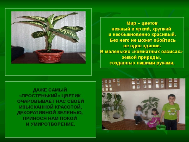 Мир – цветов нежный и яркий, хрупкий и необыкновенно красивый.  Без него не может обойтись  не одно здание. В маленьких «комнатных оазисах» живой природы, созданных нашими руками, ДАЖЕ САМЫЙ «ПРОСТЕНЬКИЙ» ЦВЕТИК ОЧАРОВЫВАЕТ НАС СВОЕЙ  ИЗЫСКАННОЙ КРАСОТОЙ, ДЕКОРАТИВНОЙ ЗЕЛЕНЬЮ, ПРИНОСЯ НАМ ПОКОЙ И УМИРОТВОРЕНИЕ.  