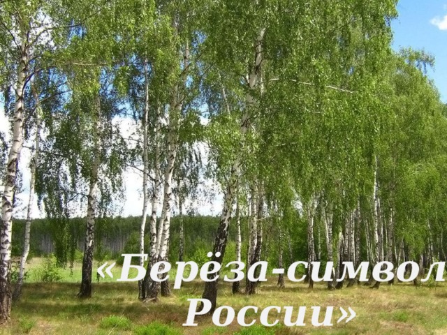 «Берёза-символ России» 
