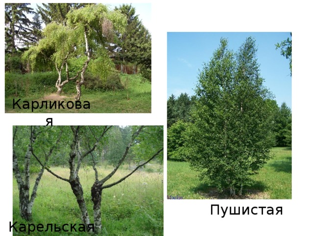 Карликовая Пушистая Карельская  
