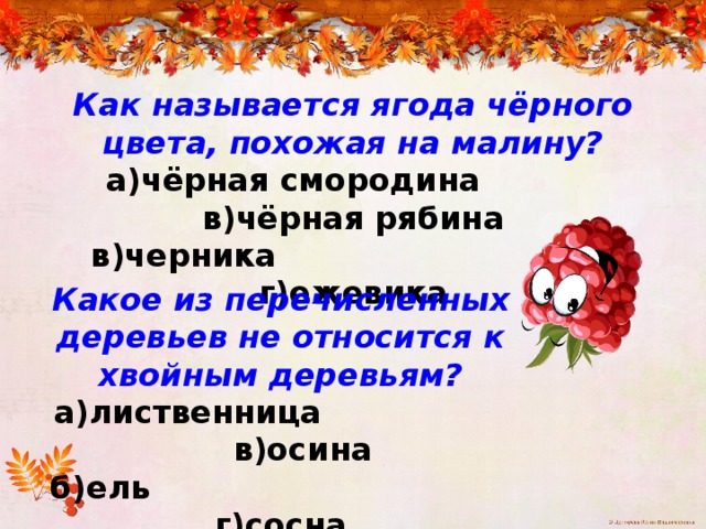 Как называется ягода чёрного цвета, похожая на малину? а)чёрная смородина в)чёрная рябина в)черника г)ежевика Какое из перечисленных деревьев не относится к хвойным деревьям? а)лиственница в)осина б)ель г)сосна 