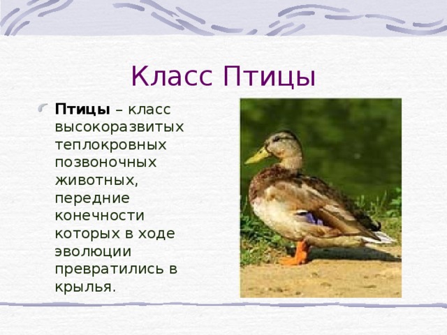 Класс Птицы Птицы  – класс высокоразвитых теплокровных позвоночных животных, передние конечности которых в ходе эволюции превратились в крылья. 