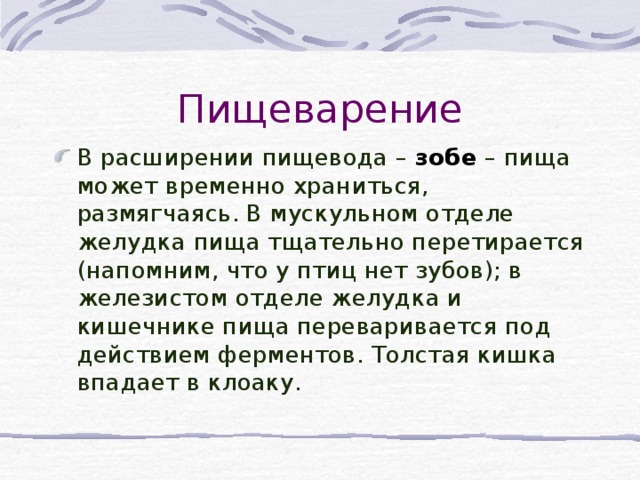 Пищеварение В расширении пищевода – зобе – пища может временно храниться, размягчаясь. В мускульном отделе желудка пища тщательно перетирается (напомним, что у птиц нет зубов); в железистом отделе желудка и кишечнике пища переваривается под действием ферментов. Толстая кишка впадает в клоаку.  