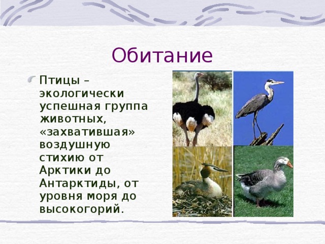 Обитание Птицы – экологически успешная группа животных, «захватившая» воздушную стихию от Арктики до Антарктиды, от уровня моря до высокогорий.  