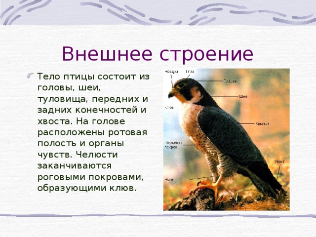 Внешнее строение Тело птицы состоит из головы, шеи, туловища, передних и задних конечностей и хвоста. На голове расположены ротовая полость и органы чувств. Челюсти заканчиваются роговыми покровами, образующими клюв.  