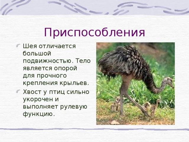 Приспособления Шея отличается большой подвижностью. Тело является опорой для прочного крепления крыльев. Хвост у птиц сильно укорочен и выполняет рулевую функцию.  