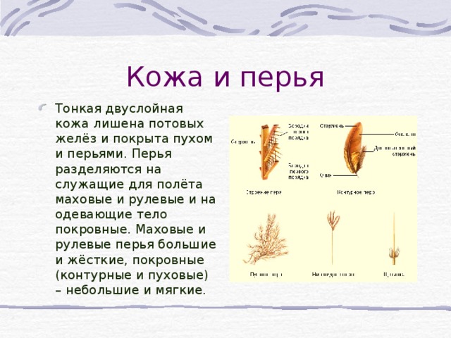 Кожа и перья Тонкая двуслойная кожа лишена потовых желёз и покрыта пухом и перьями. Перья разделяются на служащие для полёта маховые и рулевые и на одевающие тело покровные. Маховые и рулевые перья большие и жёсткие, покровные (контурные и пуховые) – небольшие и мягкие.  