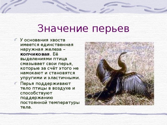 Значение перьев У основания хвоста имеется единственная наружная железа – копчиковая . Её выделениями птица смазывает свои перья, которые за счёт этого не намокают и становятся упругими и эластичными. Перья поддерживают тело птицы в воздухе и способствуют поддержанию постоянной температуры тела.  