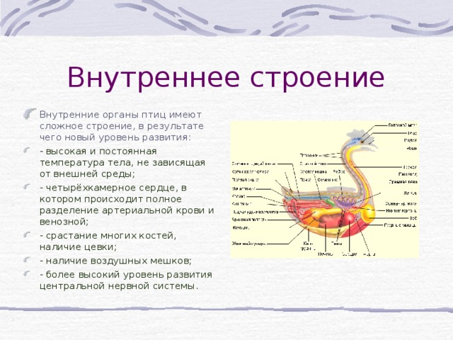 Внутреннее строение Внутренние органы птиц имеют сложное строение, в результате чего новый уровень развития: - высокая и постоянная температура тела, не зависящая от внешней среды; - четырёхкамерное сердце, в котором происходит полное разделение артериальной крови и венозной; - срастание многих костей , наличие цевки; - наличие воздушных мешков; - более высокий уровень развития центральной нервной системы . 