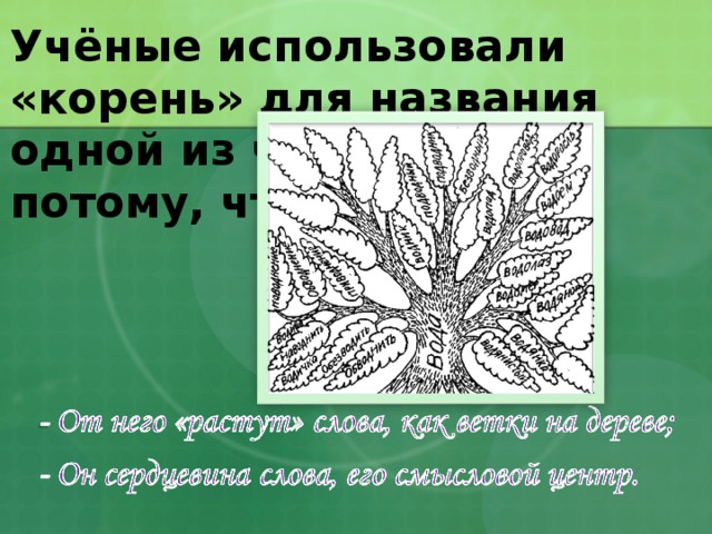 Учёные использовали «корень» для названия одной из частей слова потому, что… 