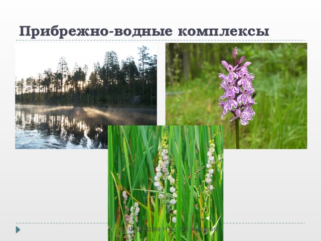 Прибрежно-водные комплексы Федотова Н.Ю. ПК Карелии. 
