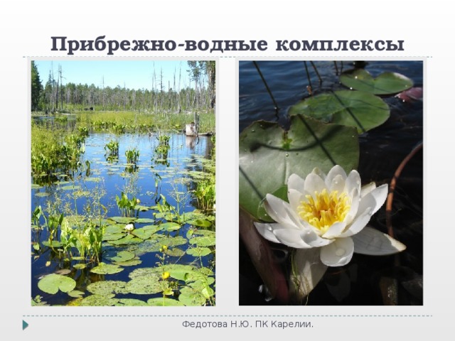 Прибрежно-водные комплексы Федотова Н.Ю. ПК Карелии. 