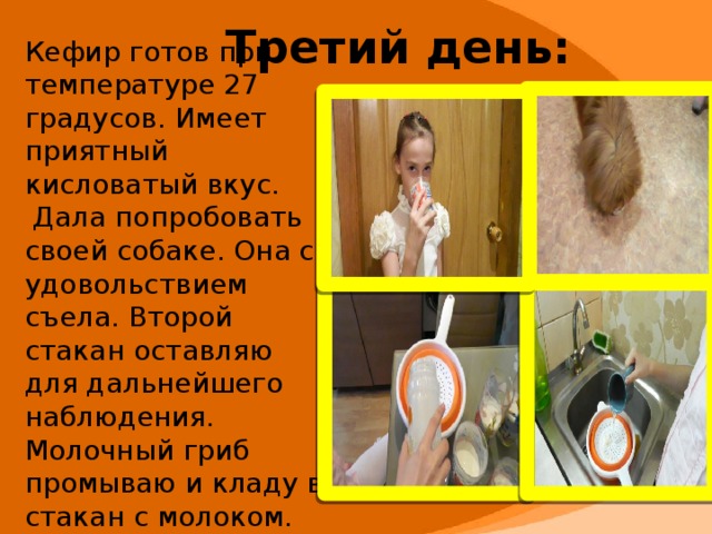 Третий день: Кефир готов при температуре 27 градусов. Имеет приятный кисловатый вкус.  Дала попробовать своей собаке. Она с удовольствием съела. Второй стакан оставляю для дальнейшего наблюдения.  Молочный гриб промываю и кладу в стакан с молоком.    