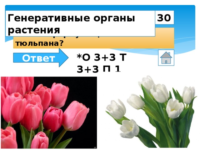 30 Генеративные органы растения Какова формула цветка тюльпана? Ответ *О 3+3 Т 3+3 П 1