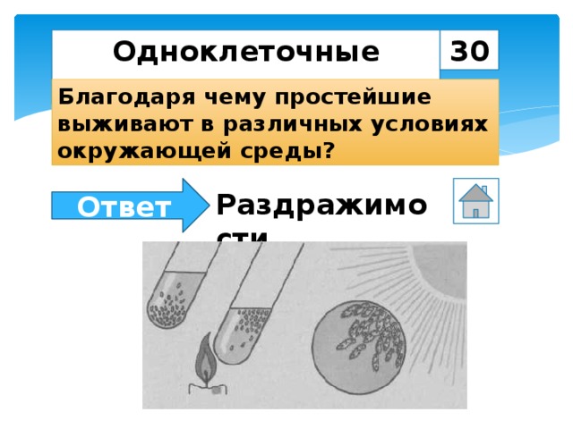Одноклеточные животные 30 Благодаря чему простейшие выживают в различных условиях окружающей среды? Ответ Раздражимости