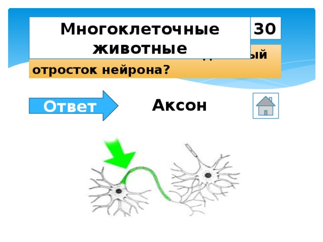 30 Многоклеточные животные Как называется самый длинный отросток нейрона? Ответ Аксон