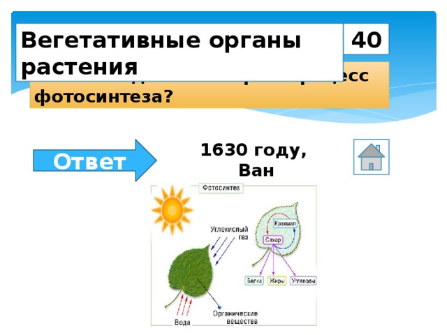 40 Вегетативные органы растения Кем и когда был открыт процесс фотосинтеза? 1630 году,  Ван Гельмонтом Ответ