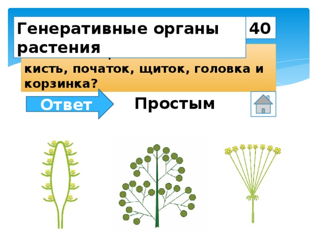 40 Генеративные органы растения К каким соцветиям относятся кисть, початок, щиток, головка и корзинка? Ответ Простым