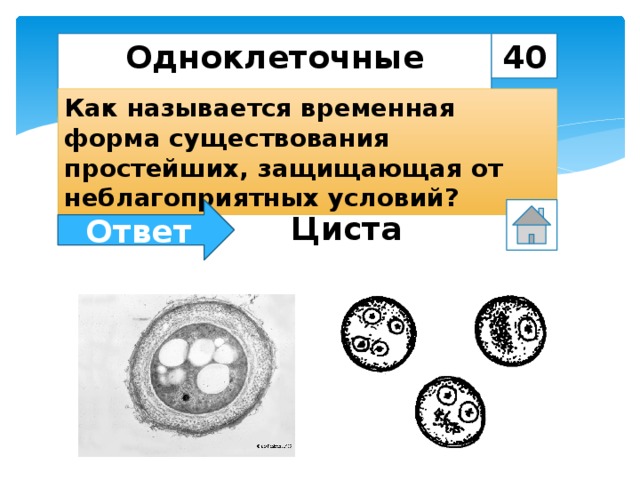 Одноклеточные животные 40 Как называется временная форма существования простейших, защищающая от неблагоприятных условий? Ответ Циста