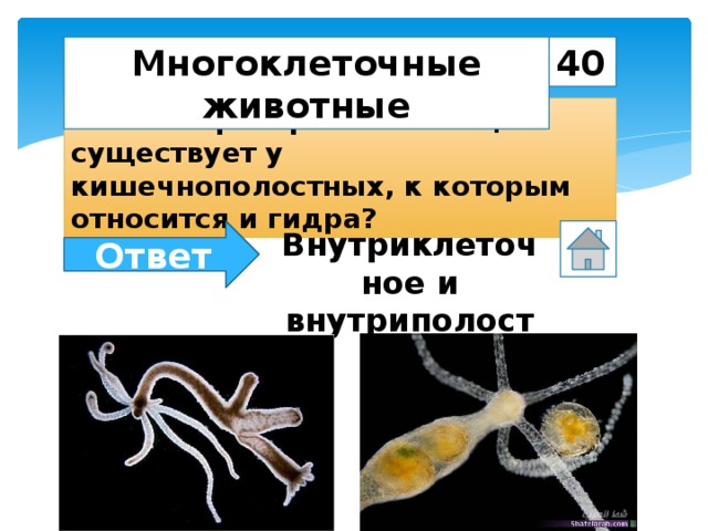 40 Многоклеточные животные Какое переваривание пищи существует у кишечнополостных, к которым относится и гидра? Ответ Внутриклеточное и внутриполостное