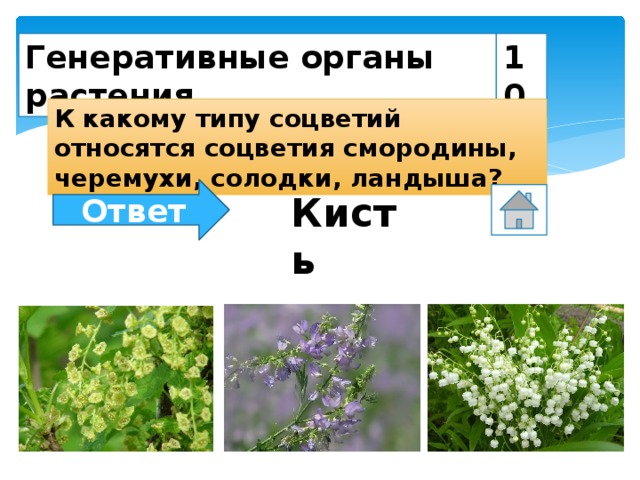 Генеративные органы растения 10 К какому типу соцветий относятся соцветия смородины, черемухи, солодки, ландыша? Ответ Кисть