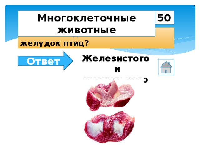 Многоклеточные животные 50 Из каких отделов состоит желудок птиц? Ответ Железистого  и мускульного