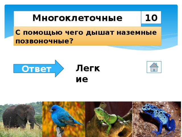 Многоклеточные животные 10 С помощью чего дышат наземные позвоночные? Ответ Легкие