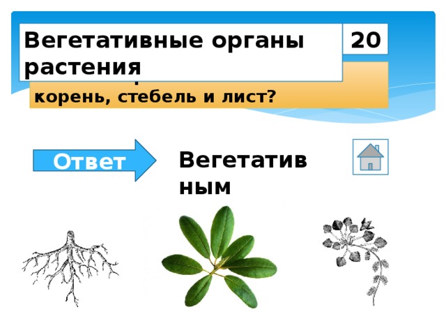 20 Вегетативные органы растения К каким органам относятся корень, стебель и лист? Ответ Вегетативным