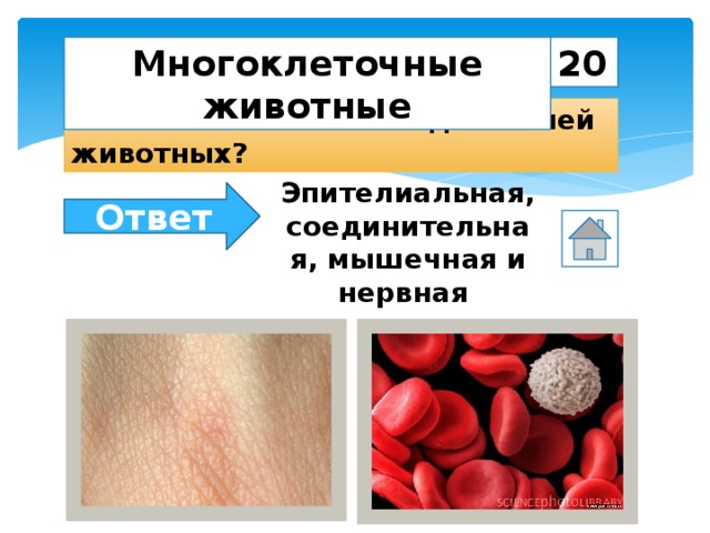 20 Многоклеточные животные Назовите основные виды тканей животных? Эпителиальная, соединительная, мышечная и нервная Ответ