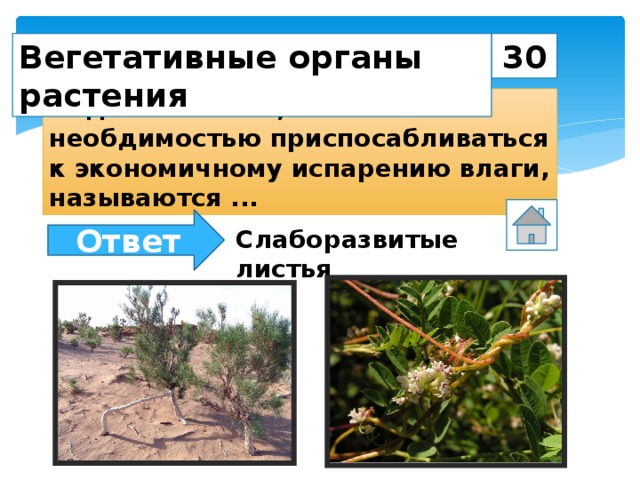 30 Вегетативные органы растения Видоизменения, связанные с необдимостью приспосабливаться к экономичному испарению влаги, называются ... Ответ Слаборазвитые листья