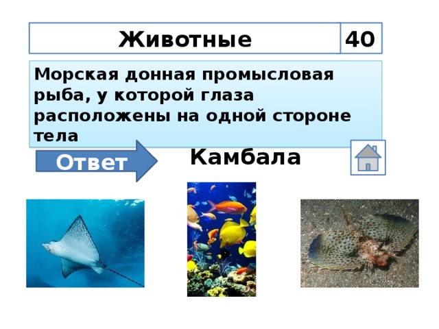 40 Животные Морская донная промысловая рыба, у которой глаза расположены на одной стороне тела Ответ Камбала