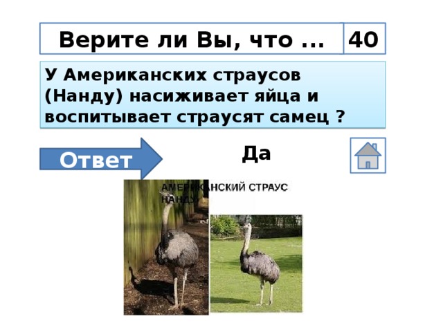 40 Верите ли Вы, что ... У Американских страусов (Нанду) насиживает яйца и воспитывает страусят самец ?  Ответ Да