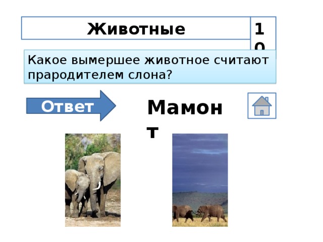 Животные 10 Какое вымершее животное считают прародителем слона? Ответ Мамонт