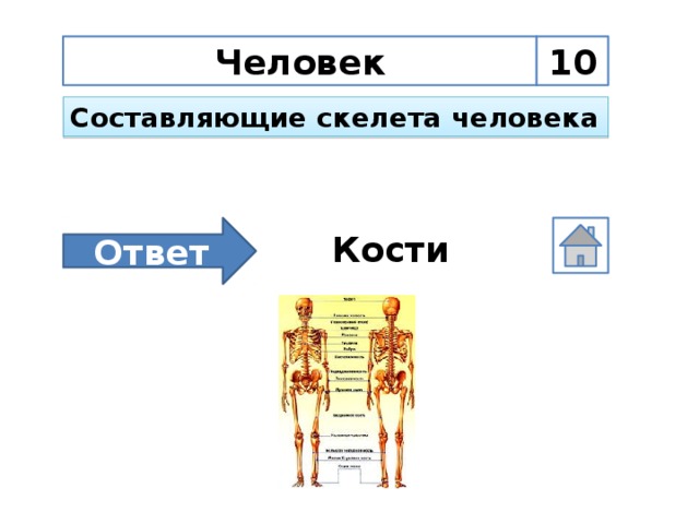 Человек 10 Составляющие скелета человека Ответ Кости