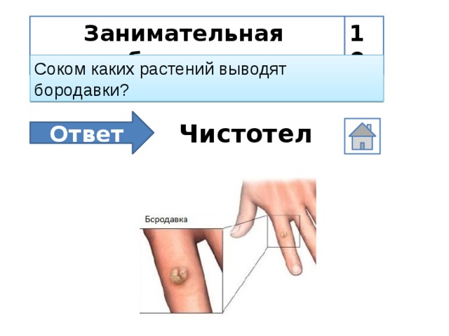 Занимательная биология 10 Соком каких растений выводят бородавки? Ответ Чистотел
