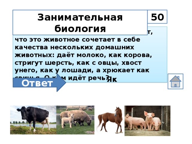 50 Занимательная биология Местные жители Алтая утверждают, что это животное сочетает в себе качества нескольких домашних животных: даёт молоко, как корова, стригут шерсть, как с овцы, хвост унего, как у лошади, а хрюкает как свинья. О ком идёт речь? Ответ Як