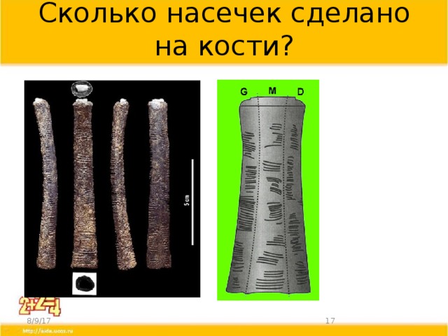 Сколько насечек сделано на кости? 8/9/17  