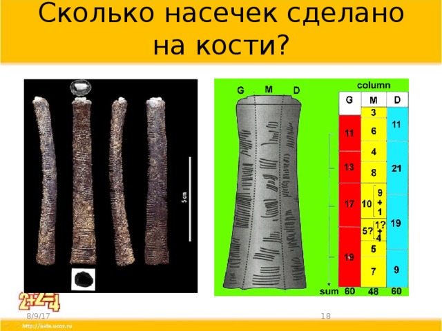 Сколько насечек сделано на кости? 8/9/17  