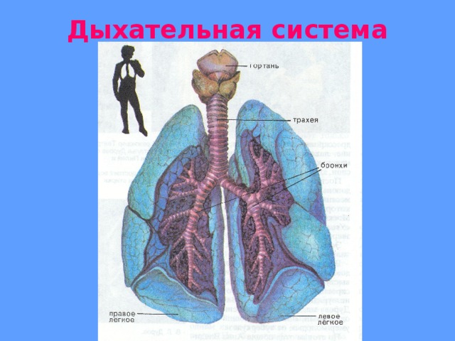 Дыхательная система