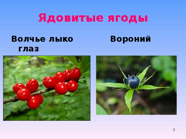 Ядовитые ягоды Волчье лыко  Вороний глаз