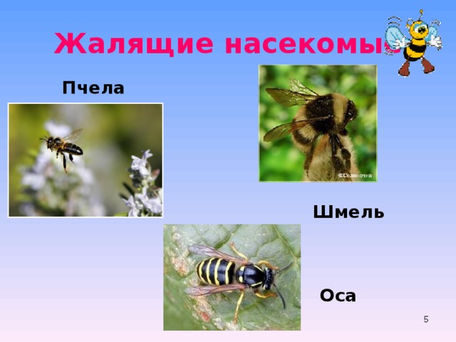 Жалящие насекомые Пчела Шмель Оса